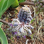Ledebouria asperifolia